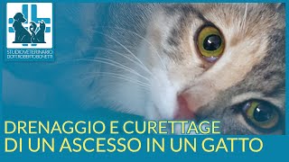 Drenaggio e curettage di ascessi cutanei e sottocutanei in cani e gatti [upl. by Cristabel]