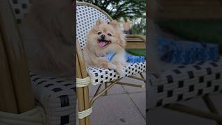 does your dog like getting its nails clipped pomeranian dog shorts volpino [upl. by Sitoiganap]