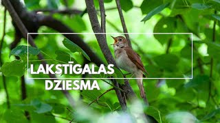 Lakstīgalas dziesma  Putnu skaņas balsis  Nightingale [upl. by Blunk669]