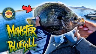 Bass Fishing at Lake Perris 🐟  Surprise Giant Bluegill Catch 🎣💥 [upl. by Fini]