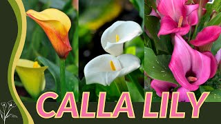 The Beginners Guide to CALLA LILY Zantedeschia aethiopica quotArum Lilyquot 💐💐💐 [upl. by Katha868]