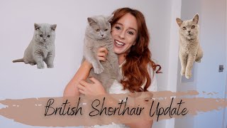 British Shorthair Kitten Update  1 Year On  Feeding Routine  1st Birthday  BSH Cat Cuddles [upl. by Naeloj931]