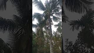 Coconut tree climbing machine [upl. by Asial16]