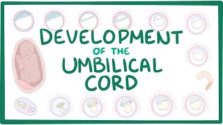 Development of the umbilical cord [upl. by Nealey]