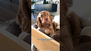 English Cocker Spaniel 🐶 Meet The Cute amp Charming Breed [upl. by Niffirg]