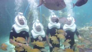 SeaVenture underwater helmet tour at SeaWorld Orlandos Discovery Cove [upl. by Nyletak]