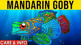 Mandarin Goby  Mandarin Goby Care And Info  Everything You Need To Know About Mandarin Gobies [upl. by Anauqahs]