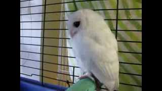 White Screech Owl  Leucistic or Albino Update to White Owl  Leucistic Baby Screech Owlquot [upl. by Alle]