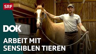 Der Pferdeflüsterer und sein Mustang – Pferdetraining im Appenzellerland  DOK  SRF [upl. by Reham]