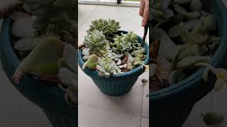 Graptoveria Titubans Sukulent vs Karga çiçekbakımı sukulentbakımı kaktüsbakımı flower succulent [upl. by Oicirtap716]