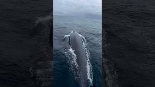 Blue whale near ship sidewhale whaleshark sea ship short youtube views subscribe ocean [upl. by Merl]