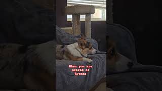 scared tv dog corgi dogs pet pets animals funny funnyanimals reels shorts fyp [upl. by Enelime433]