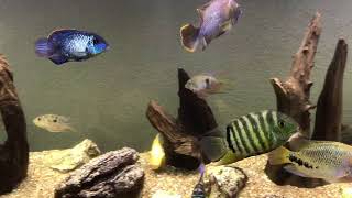 South American Cichlids Update [upl. by Ashwell237]