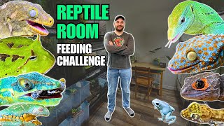 REPTILE ROOM FEEDING CHALLENGE Lizards Snakes Frogs and Arachnids [upl. by Drannel]