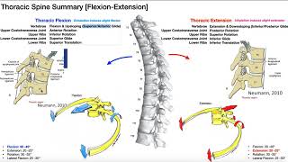 REUPLOAD Rib Movements  Coupled with Thoracic Flexion amp Extension [upl. by Josephson]