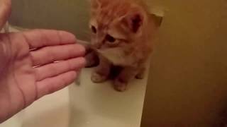 How to wash a Kitten without making it to scared [upl. by Theran421]