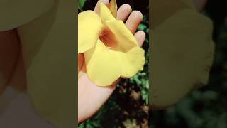 Allamandaplant allamanda allamandaflower allamandaplant flowerlover [upl. by Koby116]