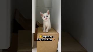 TAPIOCA O Rei das Caixas📦👑 gatos gato gatosfofos gatosengraçados gatofofo gatinho gatinhos [upl. by Katerina]