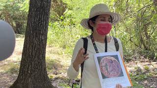 Ruinas de Edzna en Campeche [upl. by Alicul]