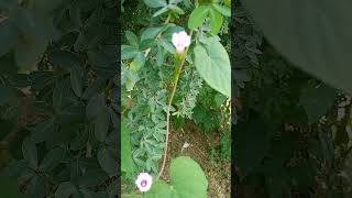 How to grow Morning glory morningglory morninggloryvine plants viralshort [upl. by Winola]