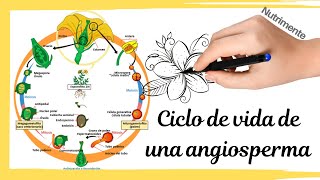 Ciclo de vida de una planta con flor Angiosperma [upl. by Ynafetse]