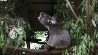 BBC News Koalas bellow with unique voice organ [upl. by Jael342]