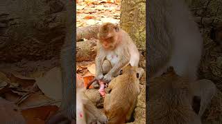 Little Infant Monkey Blissful Play  So Adorable Baby Monkey babyanimal animals [upl. by Orlov314]