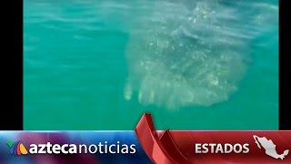 Video avistan tiburón ballena en Baja California Sur [upl. by Reivaxe]