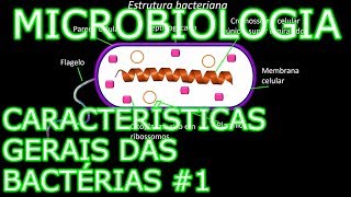 Aula Microbiologia Médica 4  Características Gerais das Bactérias 1 [upl. by Nyletac]