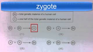 Diploid and Haploid Regents Question [upl. by Odlopoel]