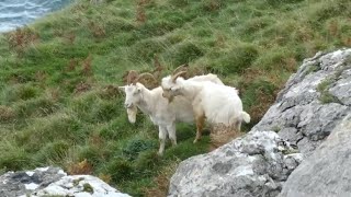 Great Orme Goats  2023 MatingRutting Season [upl. by Ahtabbat]