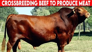 ⭕ CROSSBREEDING BEEF TO PRODUCE MEAT IN THE LOW TROPICS ✅ Cattle BRANGUS [upl. by Yankee]