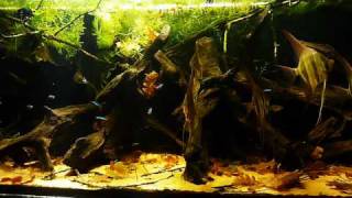 HD video  530L Pterophyllum altum tank [upl. by Harts]