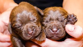 Newborn Chocolate Labrador Puppies [upl. by Lonee57]