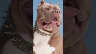 American Bully [upl. by Yahsram16]