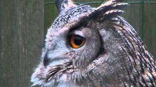 Eurasian Eagle Owl Hooting [upl. by Meredithe]