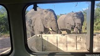 Trapped by elephants on a dead end road [upl. by Harle]