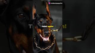 The Astonishing Truth About Dobermans doberman goldenpup yourpet pets yourdog animals [upl. by Anilegnave]