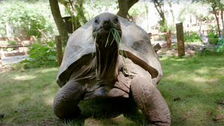 Aldabra Giant Tortoise  Paws for a Minute [upl. by Aigroeg591]