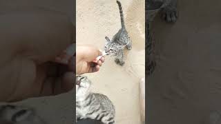 Cute kitten 😍cute shortvideo trending shorts short trendingshorts catsounds Catmeowarea [upl. by Wallford559]