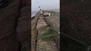 a blue fish on lurefishing bluefish surfsidejetty [upl. by Ennaej731]