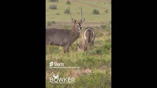 Conquer the Wild Living Your Waterbuck Hunt Dream [upl. by Ardnola684]