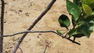 começando a produção de laranja na roça 🍊🍊🍊🍊🍊 [upl. by Gardel]