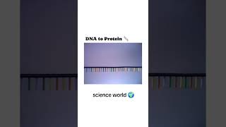 DNA to Protein medicallecture anatomy healthcareeducation anesthesia dna rna protein [upl. by Poock]