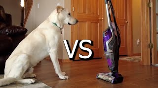 Bissell Crosswave Pet Pro VS Dog Hair How Does It Do [upl. by Beka]