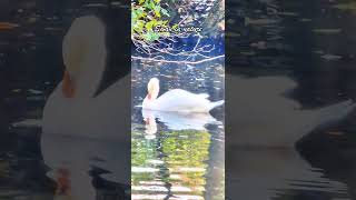 🦢🌿birds ambiencesound natureswan [upl. by Etolas]