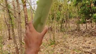 Dendrocalamus brandisii  ब्रांडीसी बांबू ची कोरड्या भागातील लागवड [upl. by Aspasia]