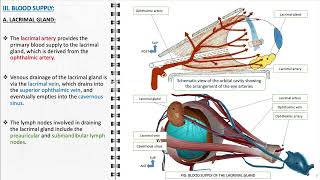 Anatomy of the lacrimal apparatus [upl. by Quirita]