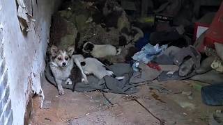 Mother dog cries helplessly beside her puppies abandoned by their owner [upl. by Yvon]