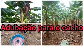 Adubação com NPK na plantação de banana da terra para enchimento de fruto [upl. by Eeimaj]